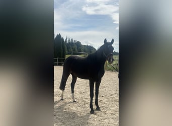 Hanoverian, Gelding, 3 years, 15.3 hh, Bay-Dark