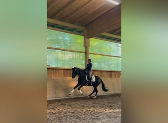 Hanoverian, Gelding, 3 years, 15.3 hh, Black