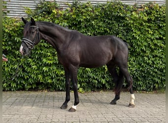 Hanoverian, Gelding, 3 years, 15.3 hh, Black
