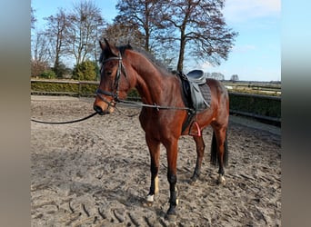 Hanoverian, Gelding, 3 years, 15.3 hh, Brown