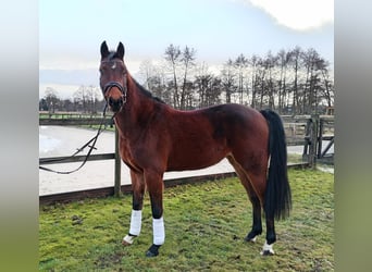 Hanoverian, Gelding, 3 years, 15.3 hh, Brown
