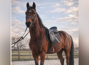 Hanoverian, Gelding, 3 years, 15.3 hh, Brown