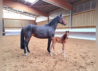 Hanoverian, Gelding, 3 years, 15.3 hh, Brown
