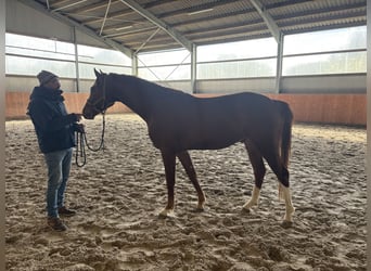 Hanoverian, Gelding, 3 years, 15.3 hh, Chestnut