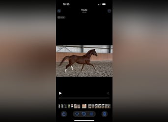 Hanoverian, Gelding, 3 years, 15.3 hh, Chestnut