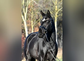 Hanoverian, Gelding, 3 years, 15,1 hh, Black