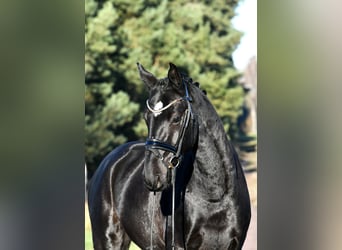 Hanoverian, Gelding, 3 years, 15,1 hh, Black