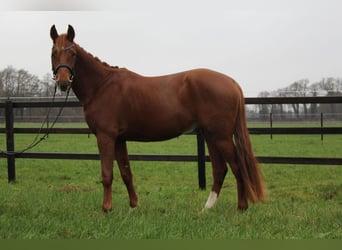 Hanoverian, Gelding, 3 years, 15,1 hh, Chestnut-Red
