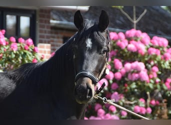 Hanoverian, Gelding, 3 years, 15,2 hh, Black