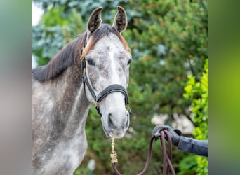 Hanoverian, Gelding, 3 years, 15,2 hh, Grey