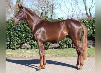 Hanoverian, Gelding, 3 years, 15,3 hh, Chestnut