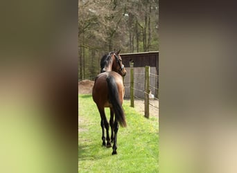 Hanoverian, Gelding, 3 years, 16.1 hh, Bay-Dark