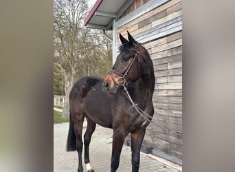 Hanoverian, Gelding, 3 years, 16.1 hh, Bay-Dark
