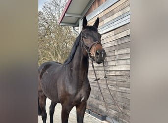 Hanoverian, Gelding, 3 years, 16.1 hh, Bay-Dark