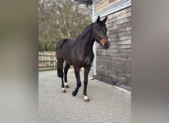 Hanoverian, Gelding, 3 years, 16.1 hh, Bay-Dark