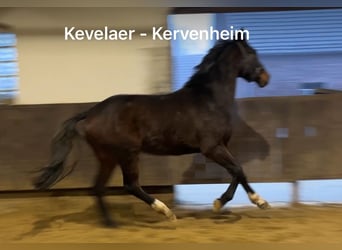 Hanoverian, Gelding, 3 years, 16,1 hh, Bay-Dark