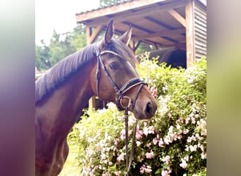 Hanoverian, Gelding, 3 years, 16.1 hh, Bay-Dark