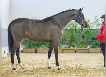 Hanoverian, Gelding, 3 years, 16,1 hh, Bay-Dark