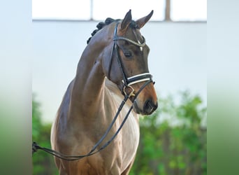 Hanoverian, Gelding, 3 years, 16,1 hh, Bay-Dark