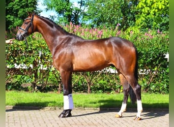 Hanoverian, Gelding, 3 years, 16,1 hh, Bay-Dark