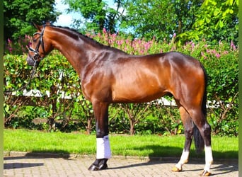 Hanoverian, Gelding, 3 years, 16,1 hh, Bay-Dark