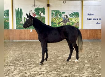 Hanoverian, Gelding, 3 years, 16.1 hh, Black