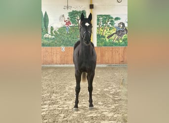 Hanoverian, Gelding, 3 years, 16.1 hh, Black