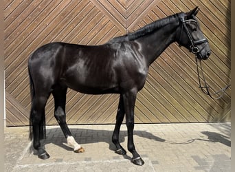 Hanoverian, Gelding, 3 years, 16.1 hh, Black