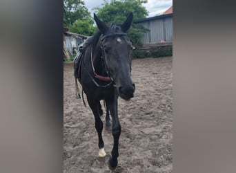 Hanoverian, Gelding, 3 years, 16.1 hh, Black