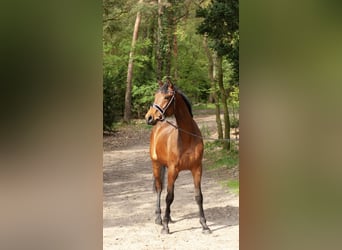Hanoverian, Gelding, 3 years, 16.1 hh, Brown