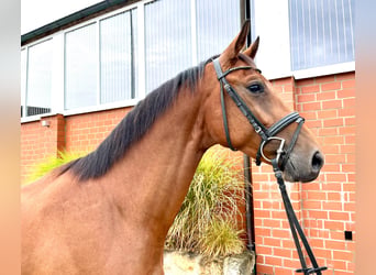 Hanoverian, Gelding, 3 years, 16.1 hh, Brown
