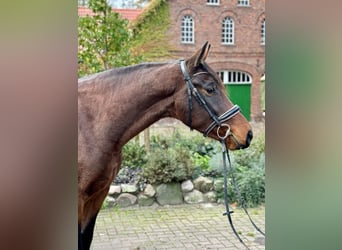 Hanoverian, Gelding, 3 years, 16,1 hh, Brown