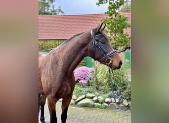 Hanoverian, Gelding, 3 years, 16,1 hh, Brown