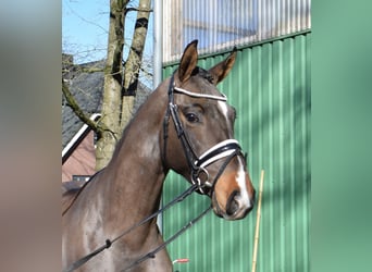 Hanoverian, Gelding, 3 years, 16,1 hh, Brown