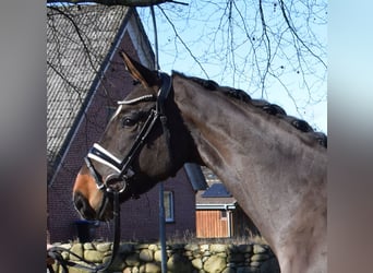 Hanoverian, Gelding, 3 years, 16,1 hh, Brown