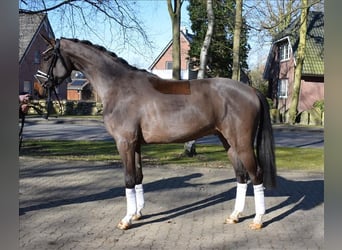 Hanoverian, Gelding, 3 years, 16,1 hh, Brown