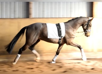 Hanoverian, Gelding, 3 years, 16,1 hh, Brown