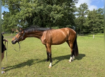 Hanoverian, Gelding, 3 years, 16.1 hh, Brown