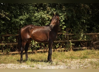 Hanoverian, Gelding, 3 years, 16.1 hh, Brown
