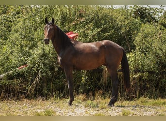 Hanoverian, Gelding, 3 years, 16.1 hh, Brown