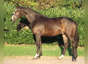 Hanoverian, Gelding, 3 years, 16.1 hh, Brown