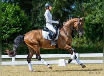 Hanoverian, Gelding, 3 years, 16.1 hh, Brown