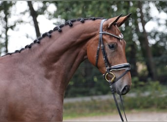 Hanoverian, Gelding, 3 years, 16.1 hh, Brown