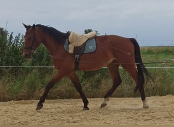 Hanoverian, Gelding, 3 years, 16.1 hh, Brown