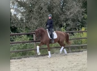 Hanoverian, Gelding, 3 years, 16.1 hh, Chestnut