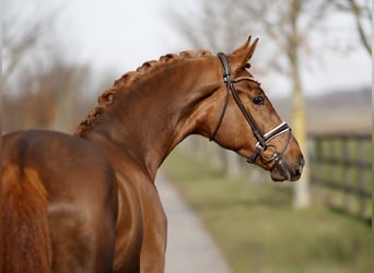 Hanoverian, Gelding, 3 years, 16.1 hh, Chestnut
