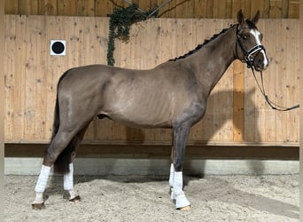 Hanoverian, Gelding, 3 years, 16,1 hh, Chestnut