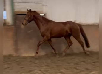 Hanoverian, Gelding, 3 years, 16,1 hh, Chestnut