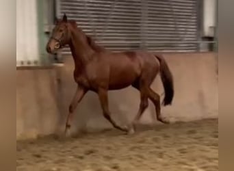 Hanoverian, Gelding, 3 years, 16,1 hh, Chestnut