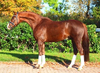 Hanoverian, Gelding, 3 years, 16,1 hh, Chestnut